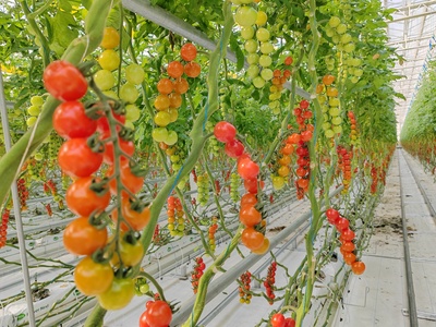 荷蘭工廠化椰糠種(zhǒng)植模式串番茄
