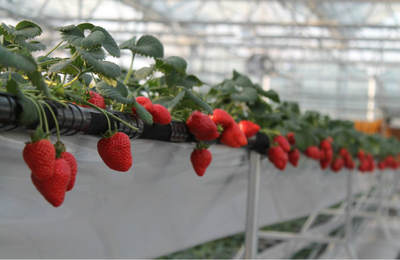 高架草莓栽培