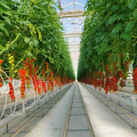 工廠化栽培模式番茄溫室工場集約化種(zhǒng)植